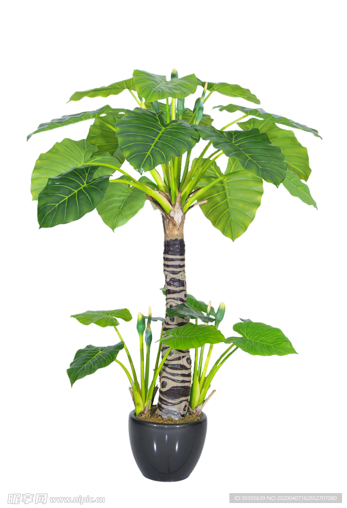 绿色植物