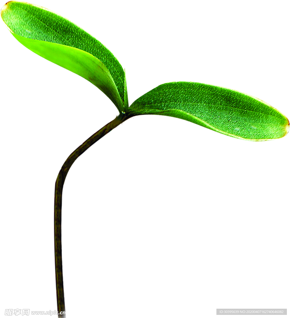 绿色植物