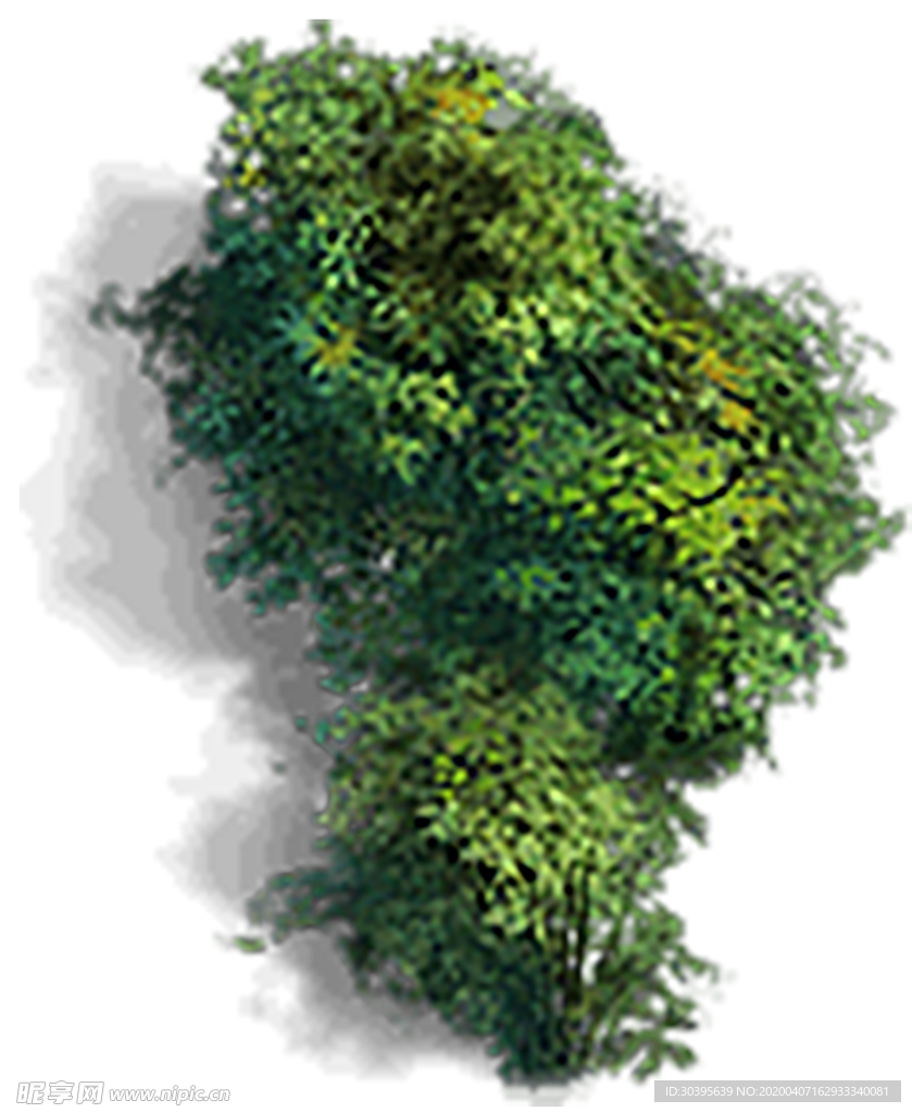 绿色植物