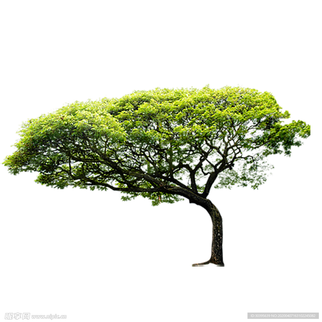 绿色植物