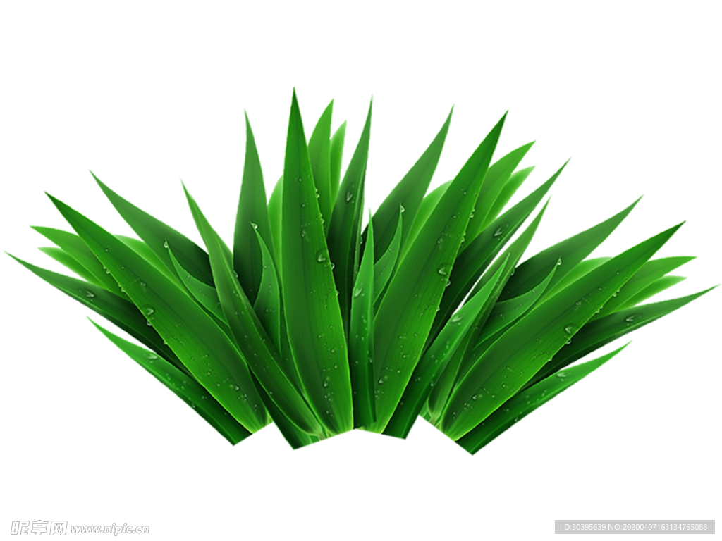 绿色植物