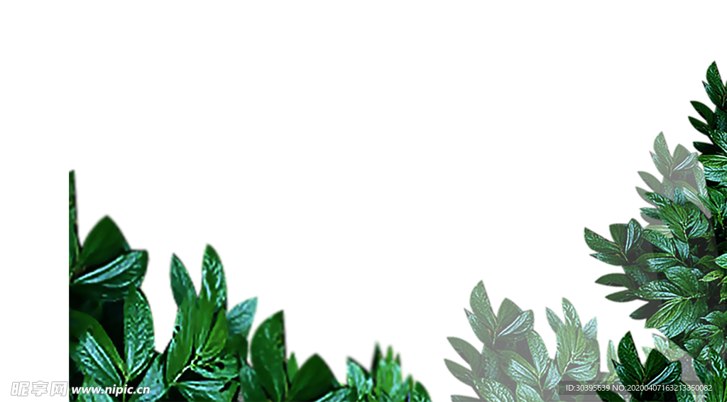 绿色植物