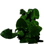 绿色植物