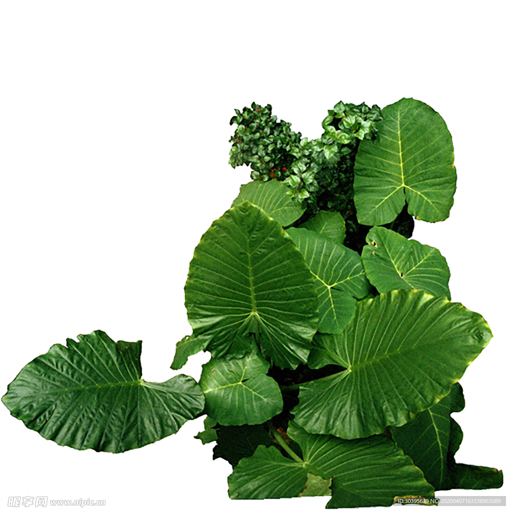 绿色植物