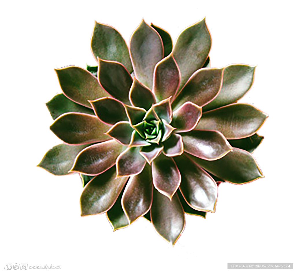绿色植物