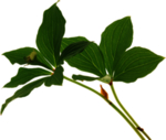 绿色植物