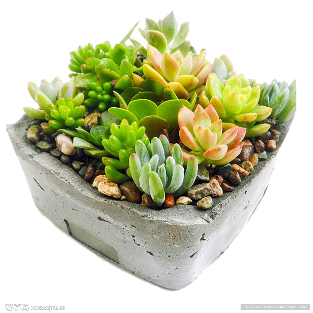 绿色植物
