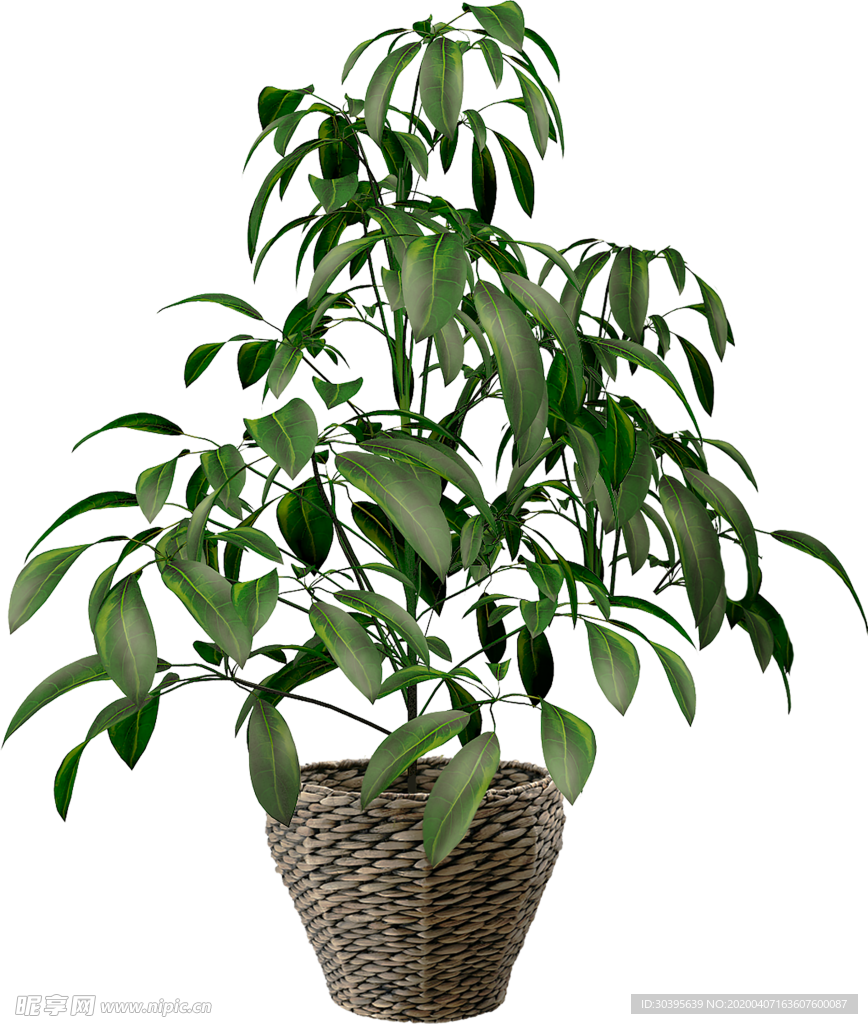 绿色植物