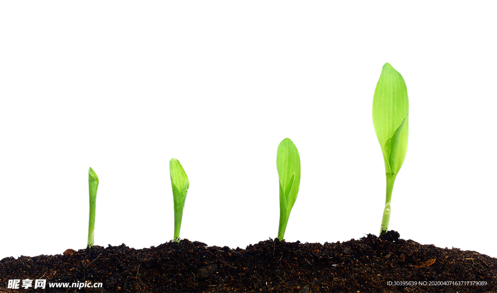 绿色植物