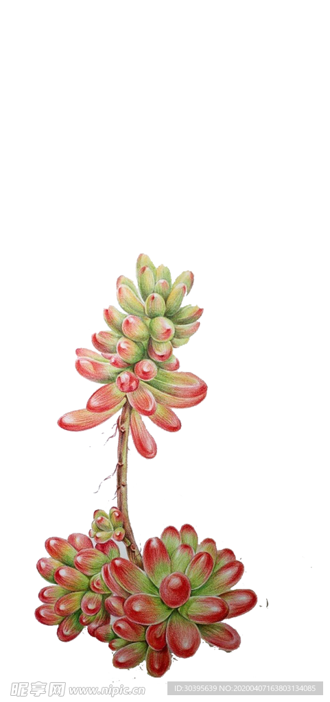 绿色植物