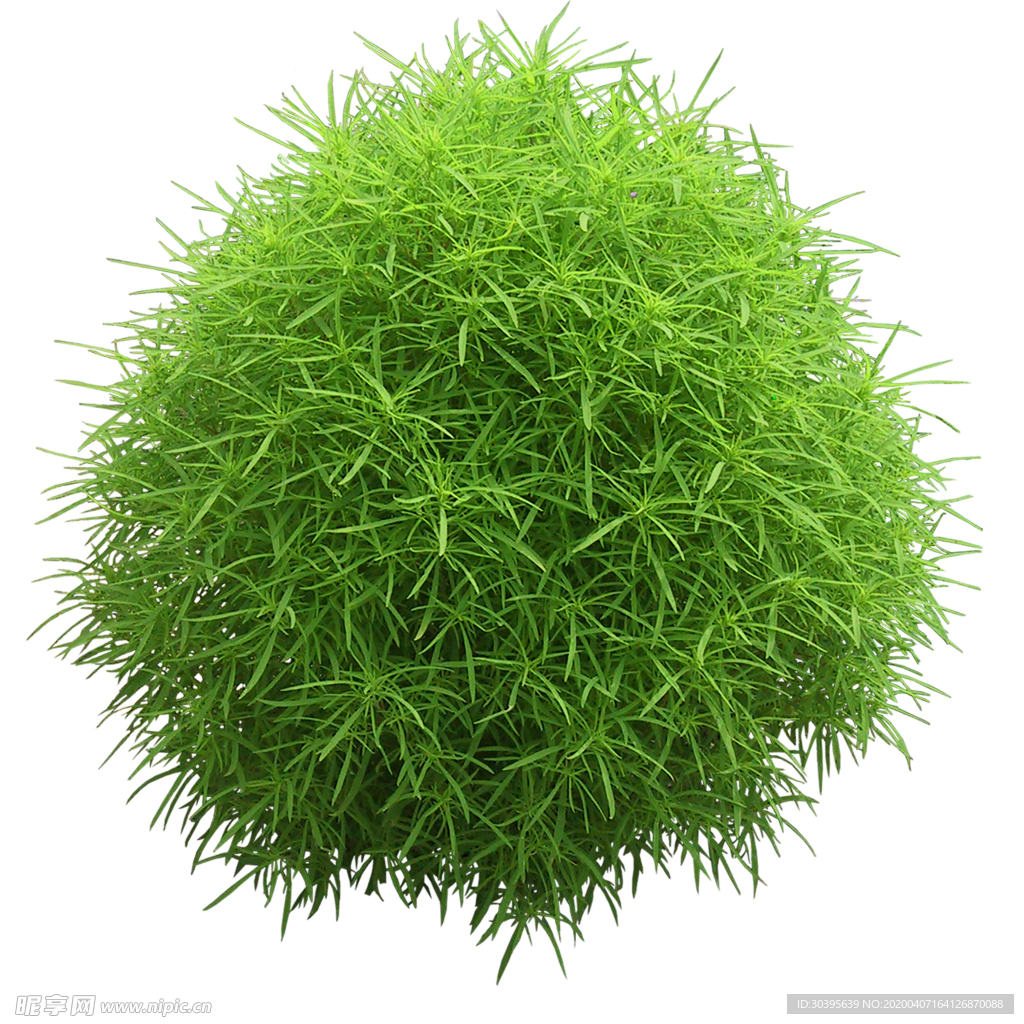 绿色植物