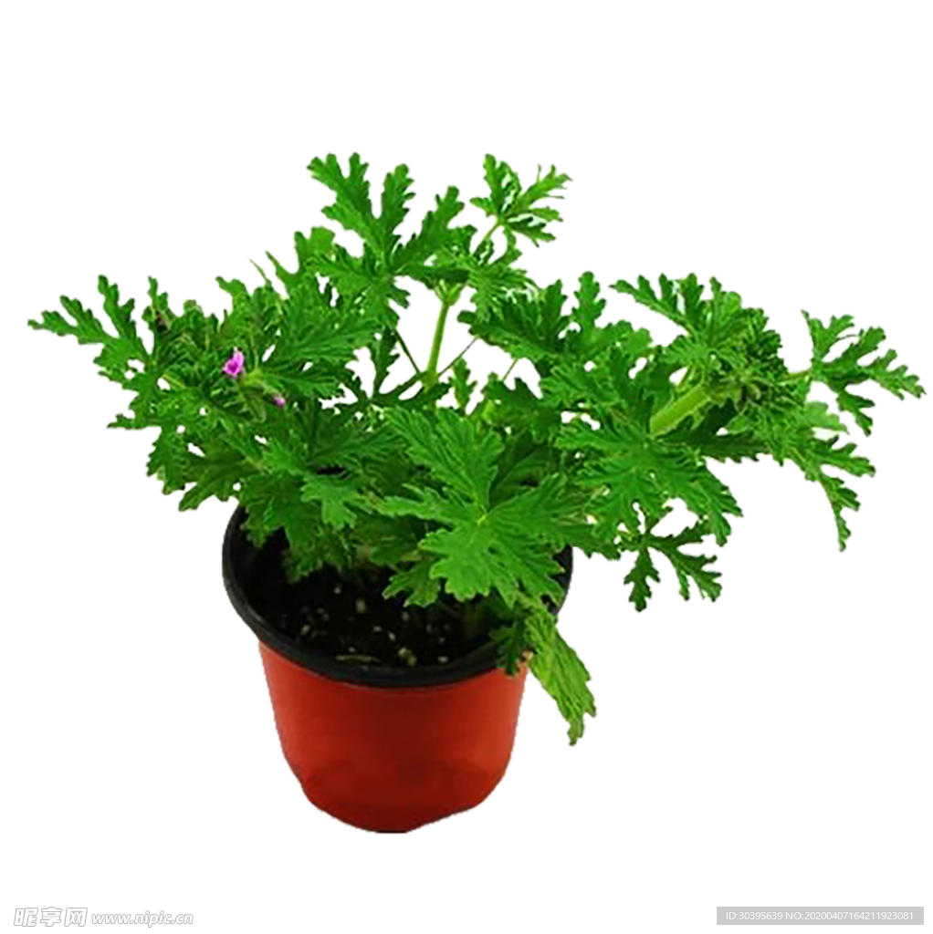 绿色植物