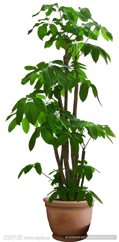 绿色植物