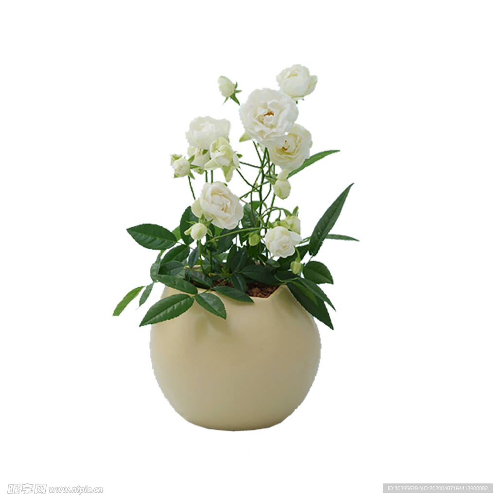 绿色植物