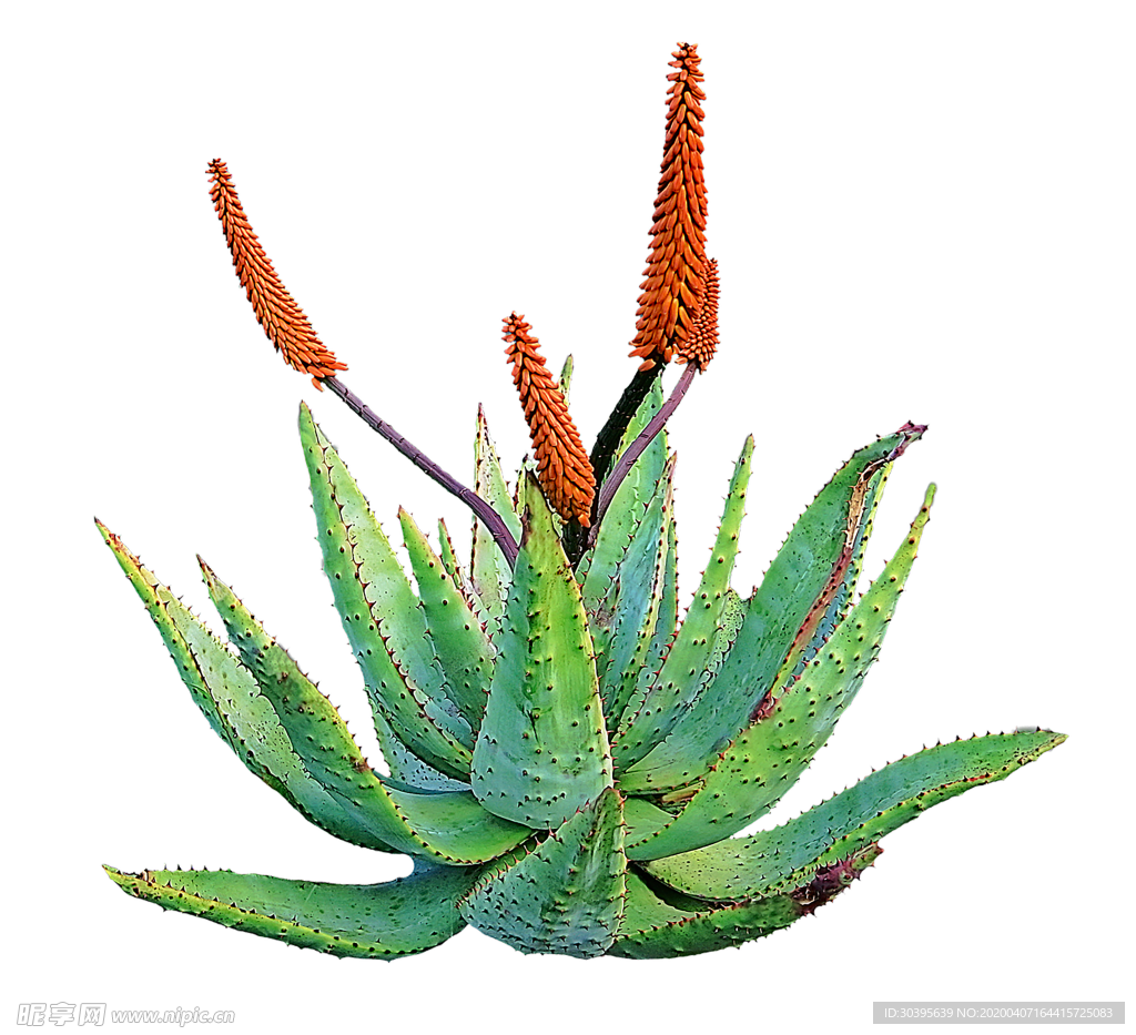 绿色植物