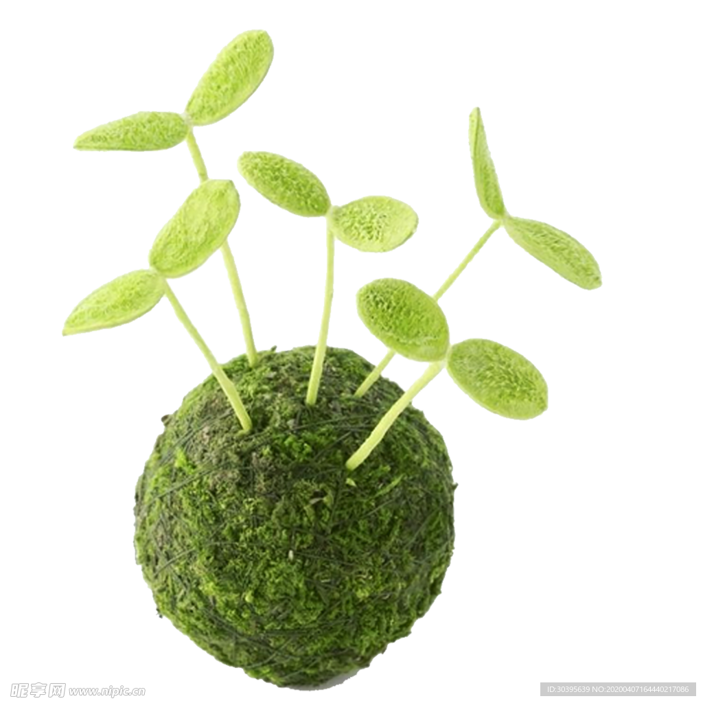 绿色植物