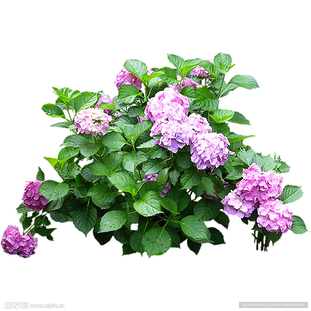 绿色植物