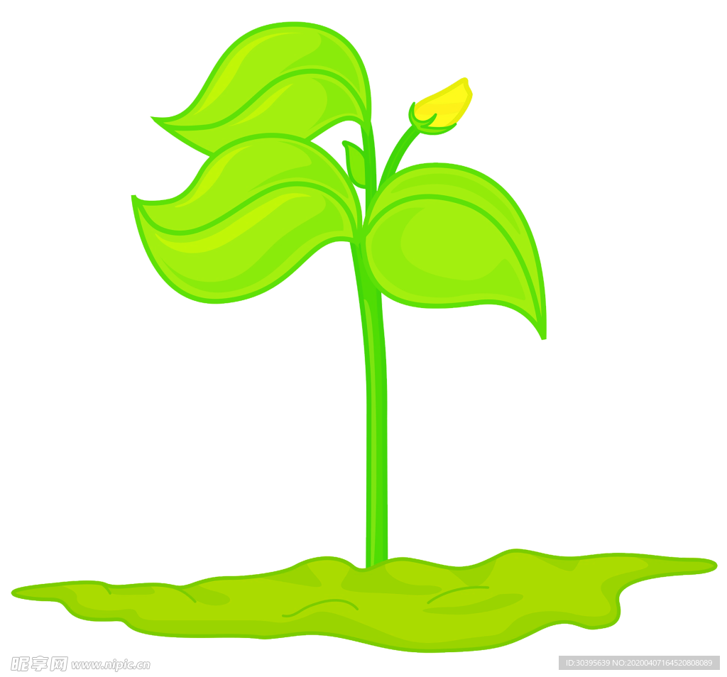 绿色植物