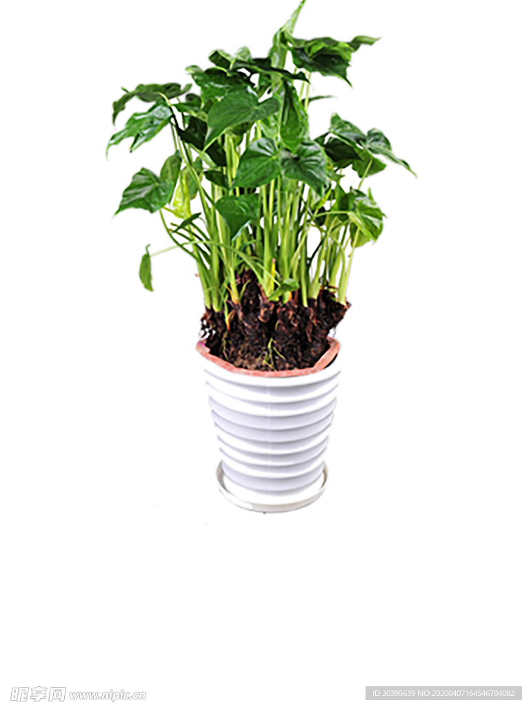绿色植物