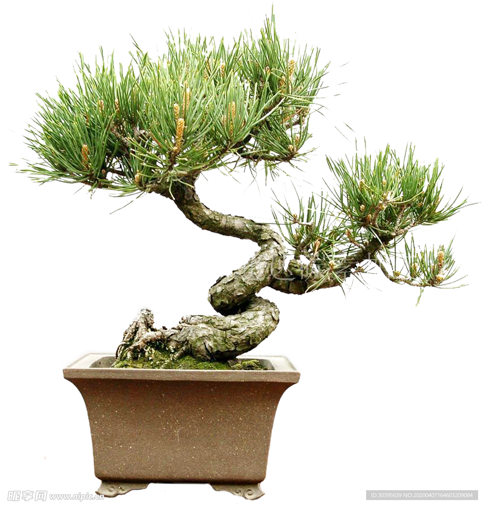 绿色植物