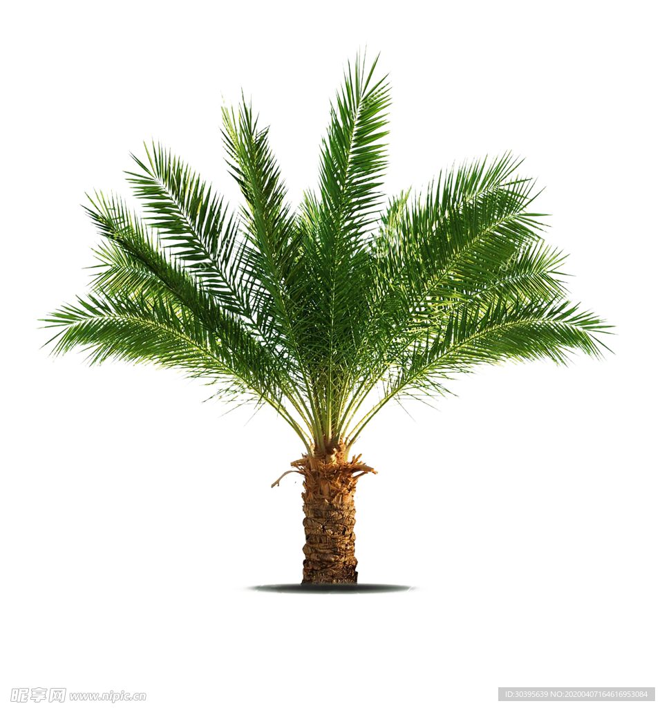 绿色植物