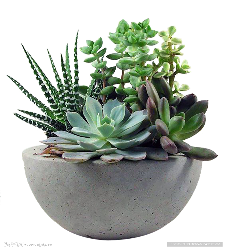 绿色植物