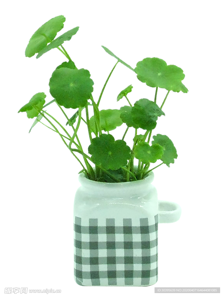 绿色植物
