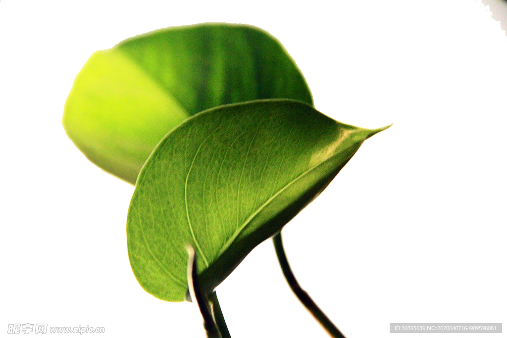 绿色植物