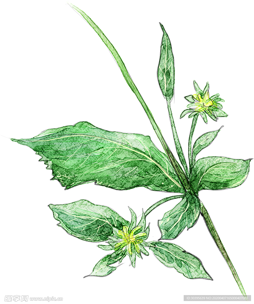绿色植物