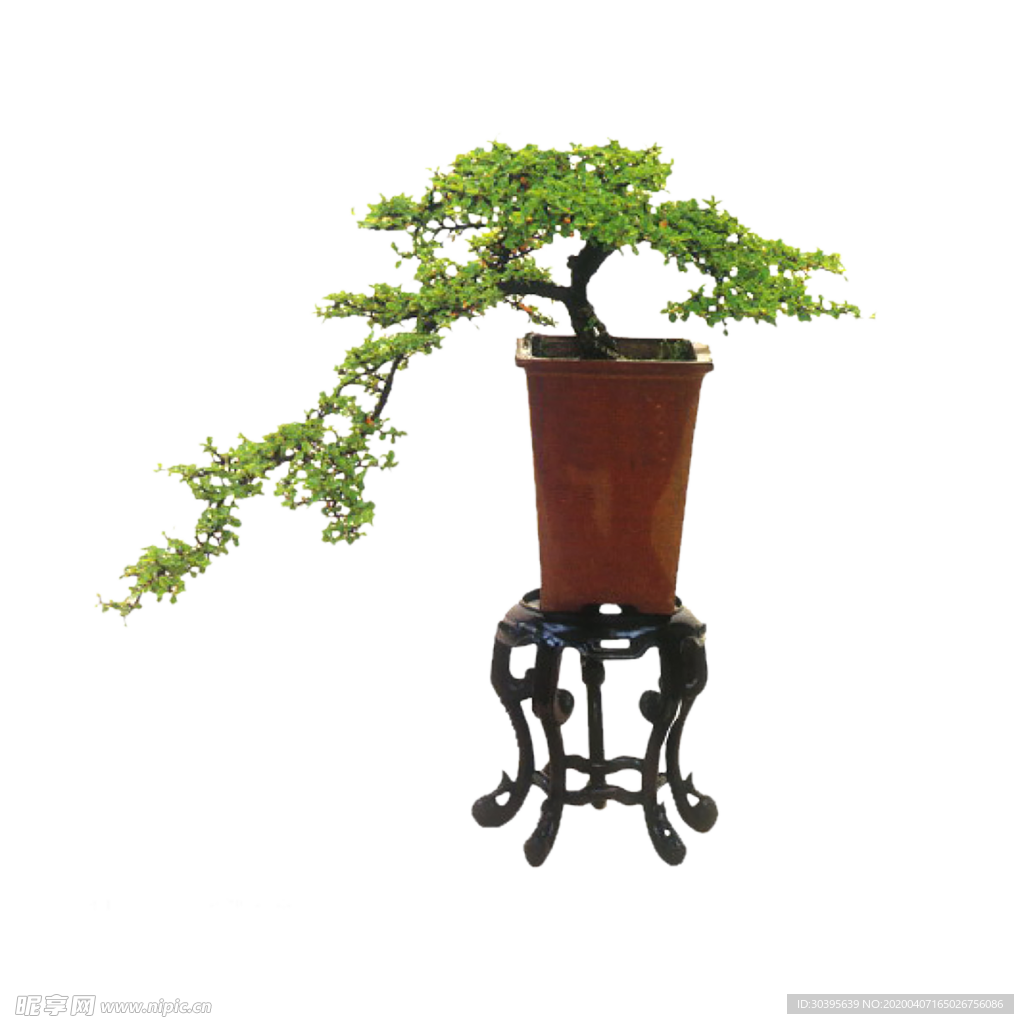 绿色植物