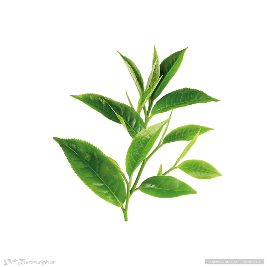 绿色植物