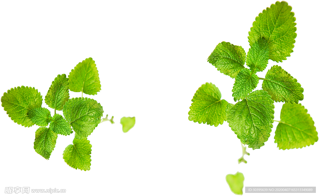 绿色植物