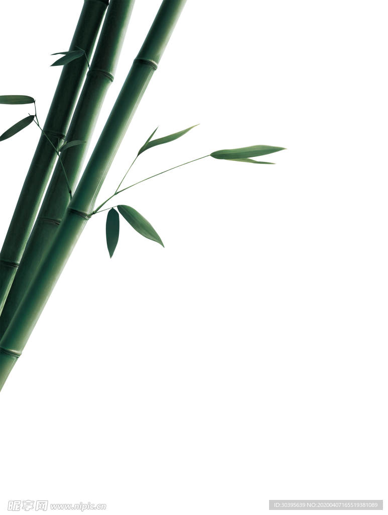 绿色植物