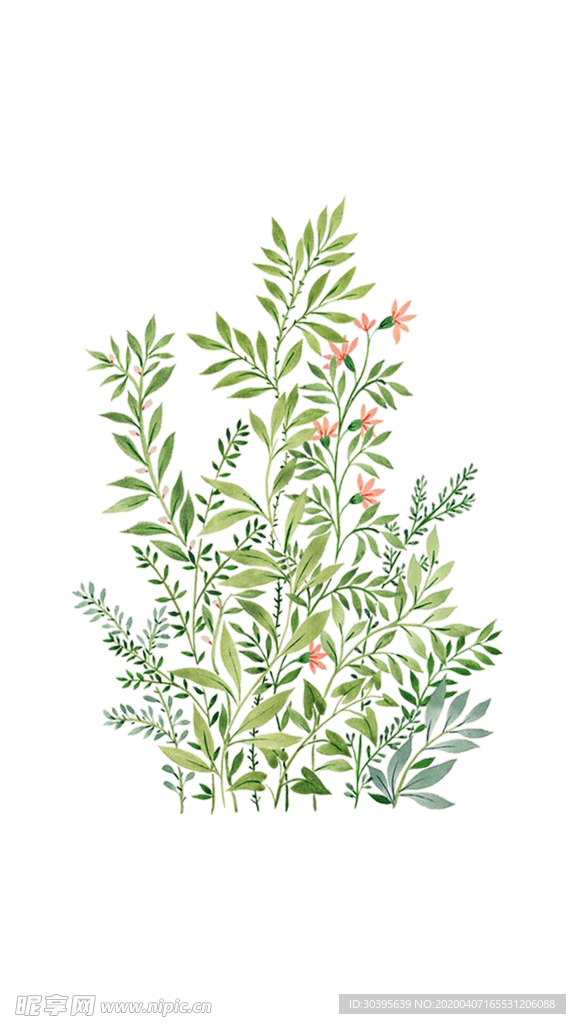 绿色植物