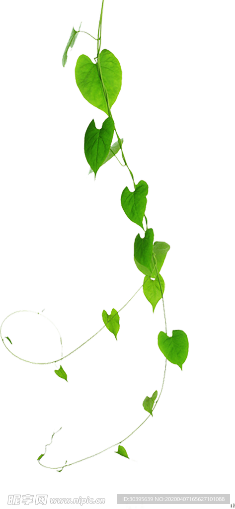 绿色植物