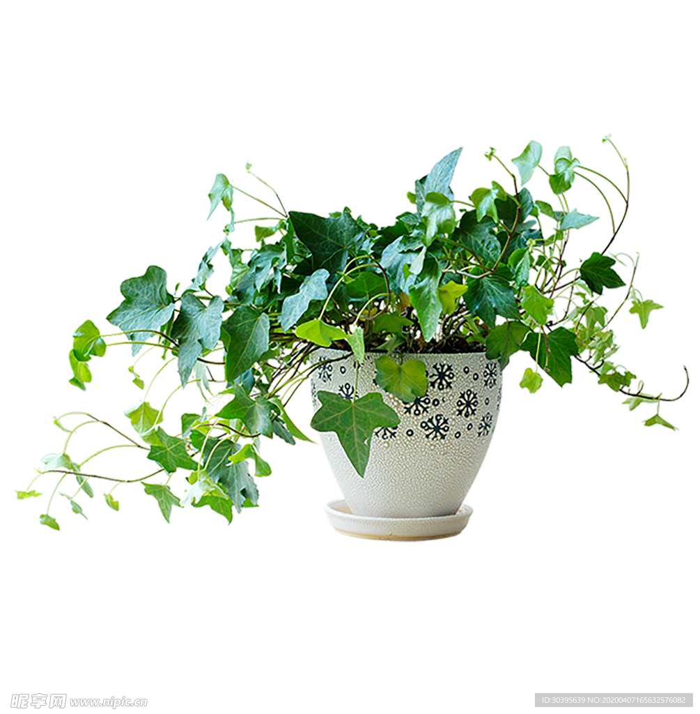 绿色植物