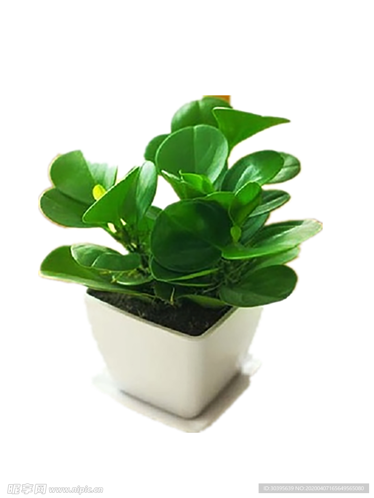绿色植物