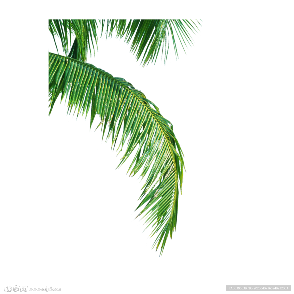 绿色植物