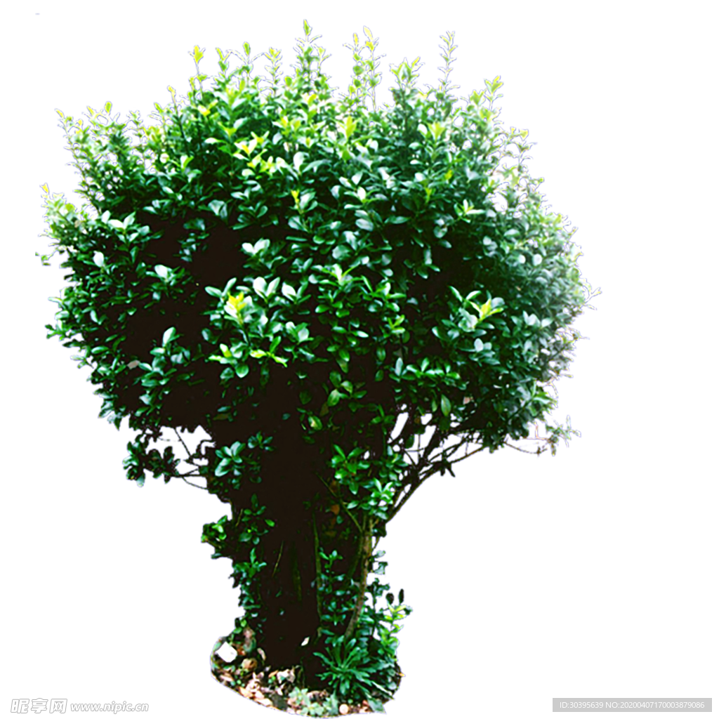 绿色植物
