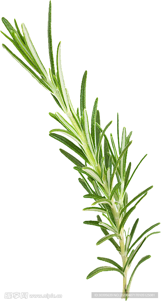 绿色植物