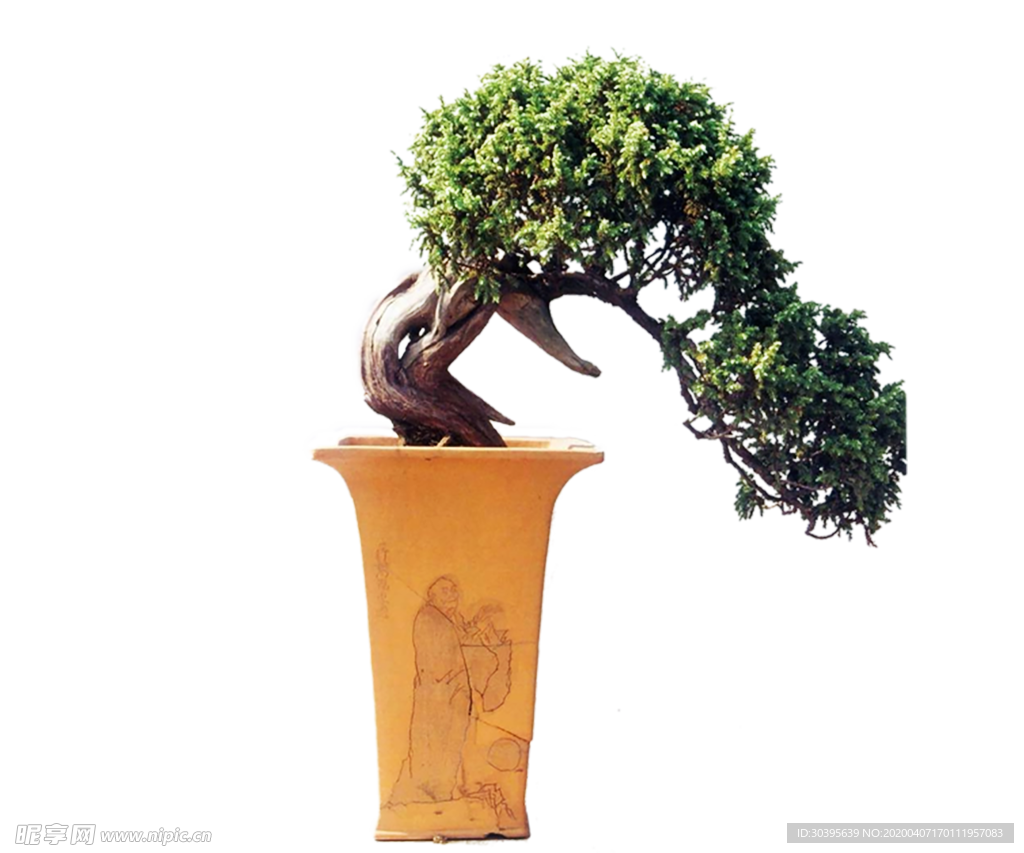 绿色植物