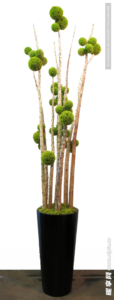 绿色植物