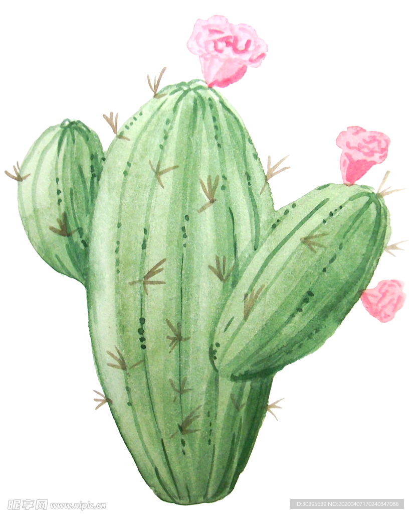 绿色植物