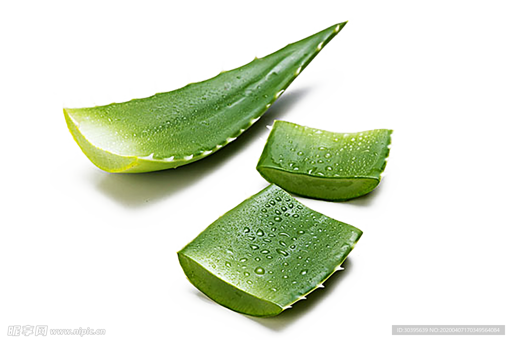 绿色植物
