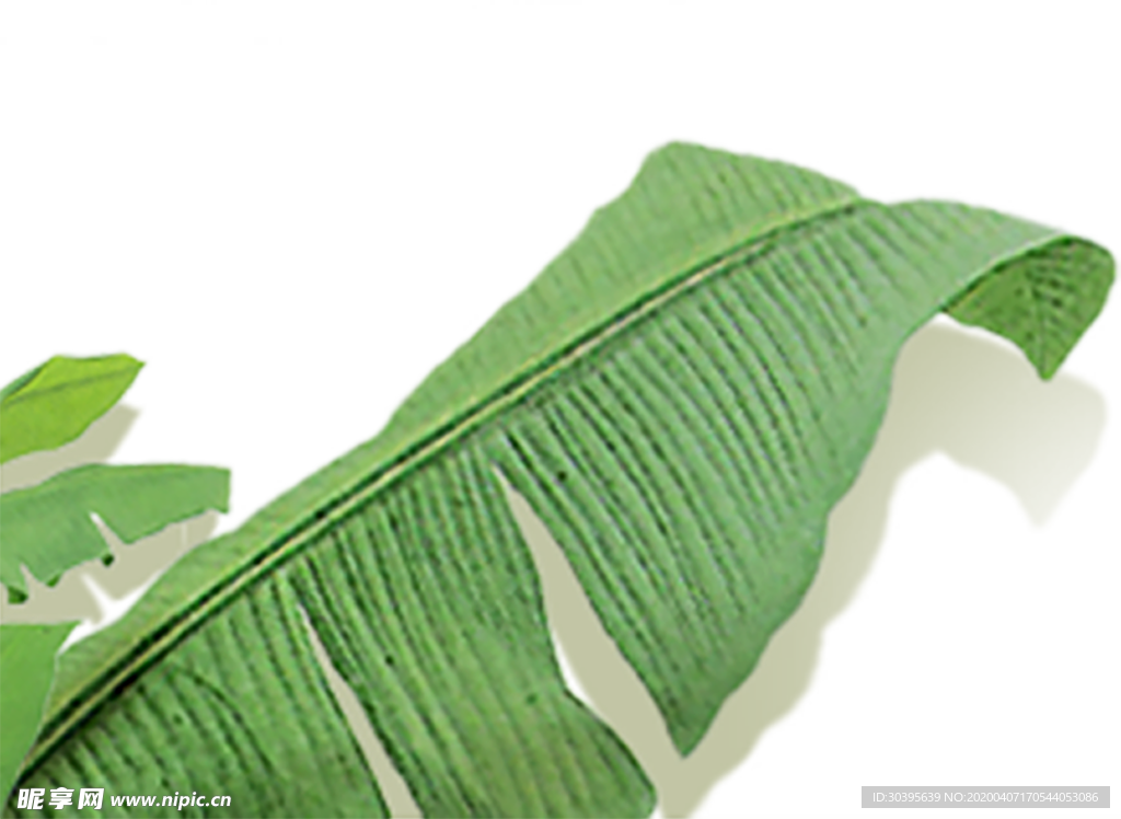 绿色植物