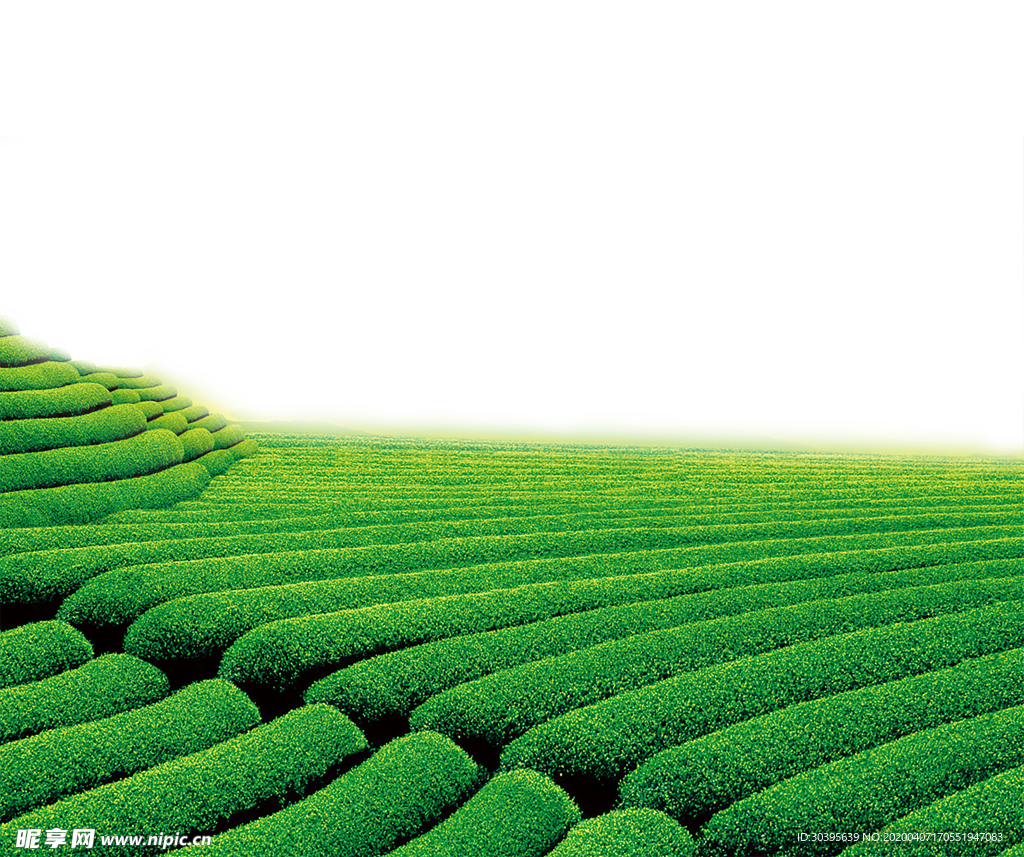 绿色植物