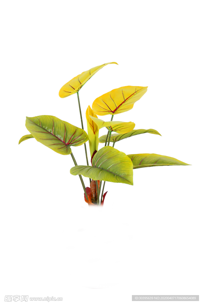 绿色植物