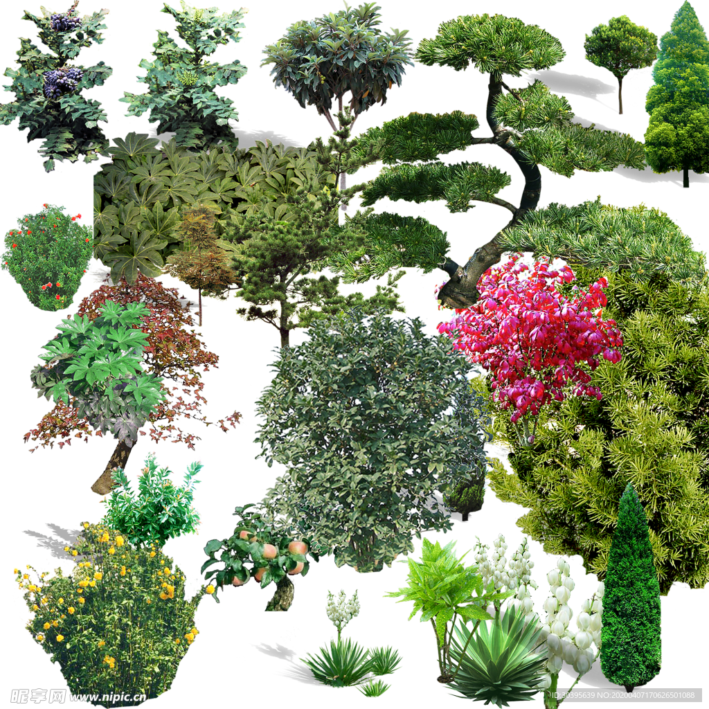 绿色植物