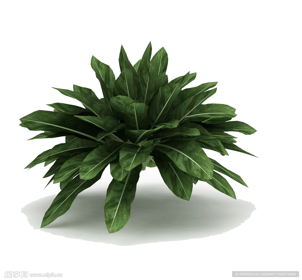 绿色植物