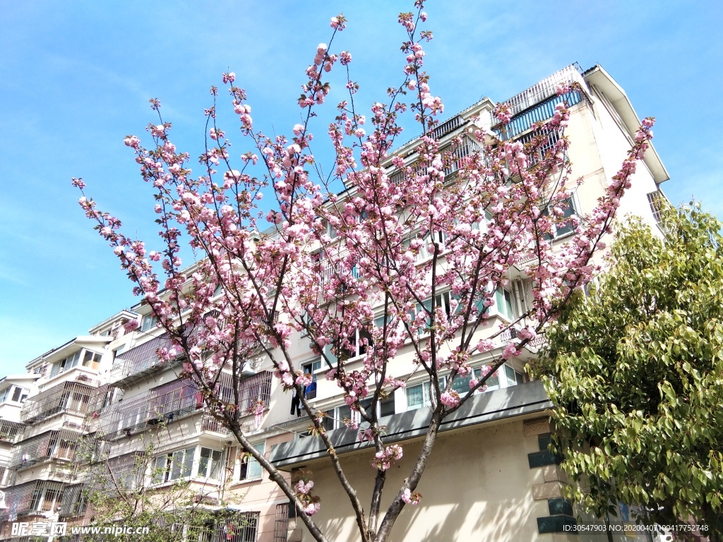 桃花树